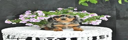 Dachshund dogs for sale: Asher - Ad 4