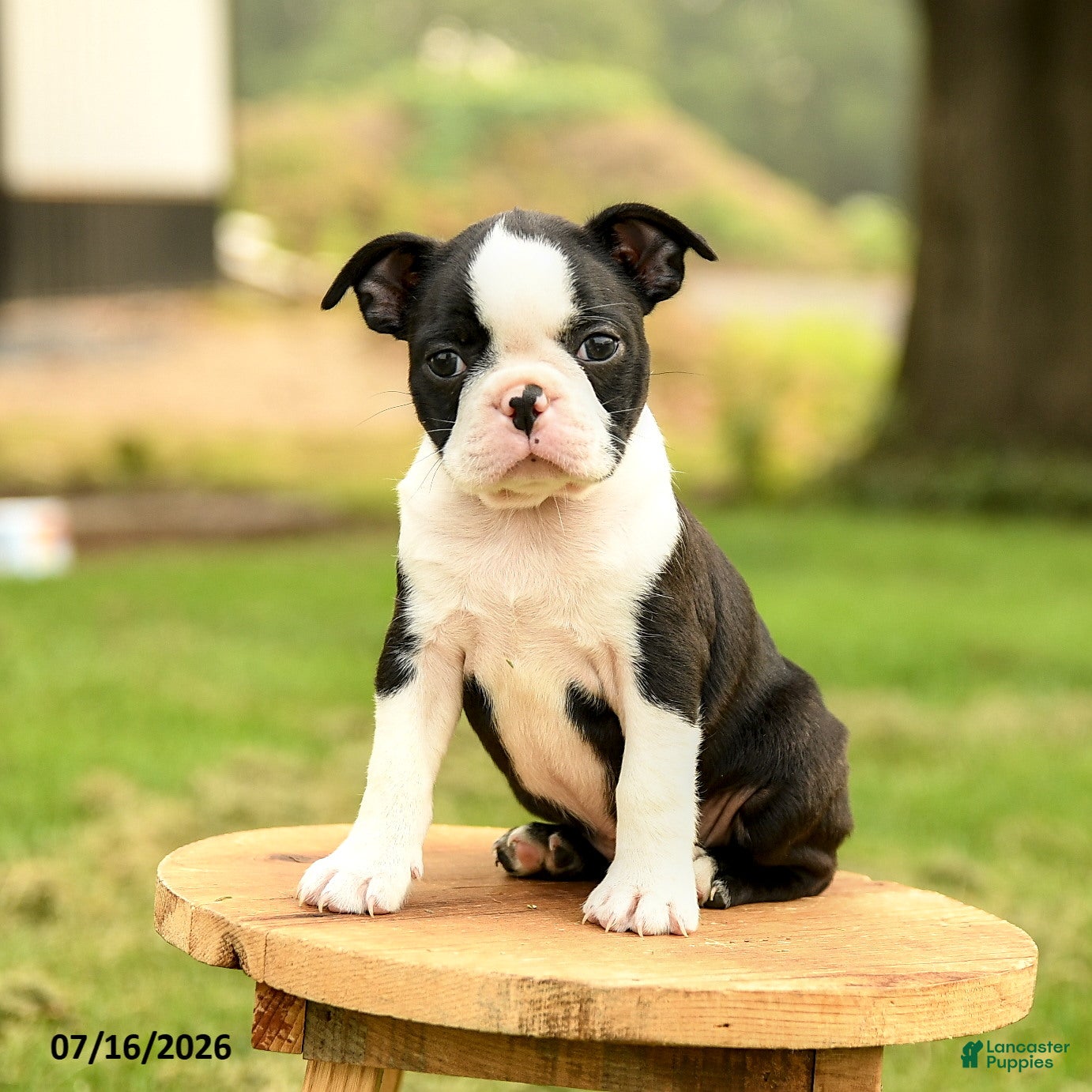 Boston Terrier dogs Brooklyn - Ad 2