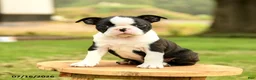 Boston Terrier dogs for sale: Brooklyn - Ad 2