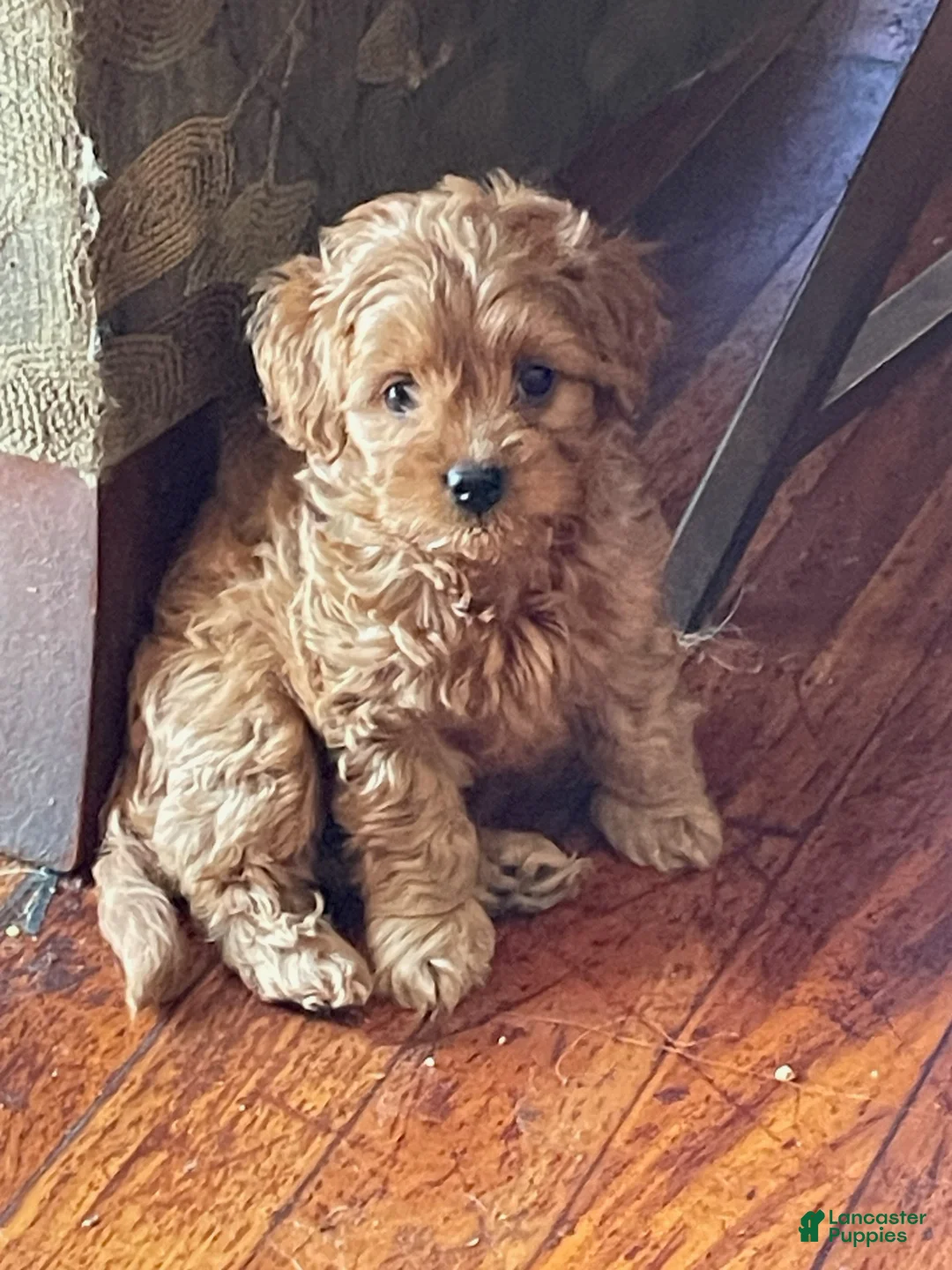 Maltipoo dogs for sale: Hunter - Ad 1