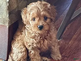 Maltipoo dogs Hunter - Ad 5