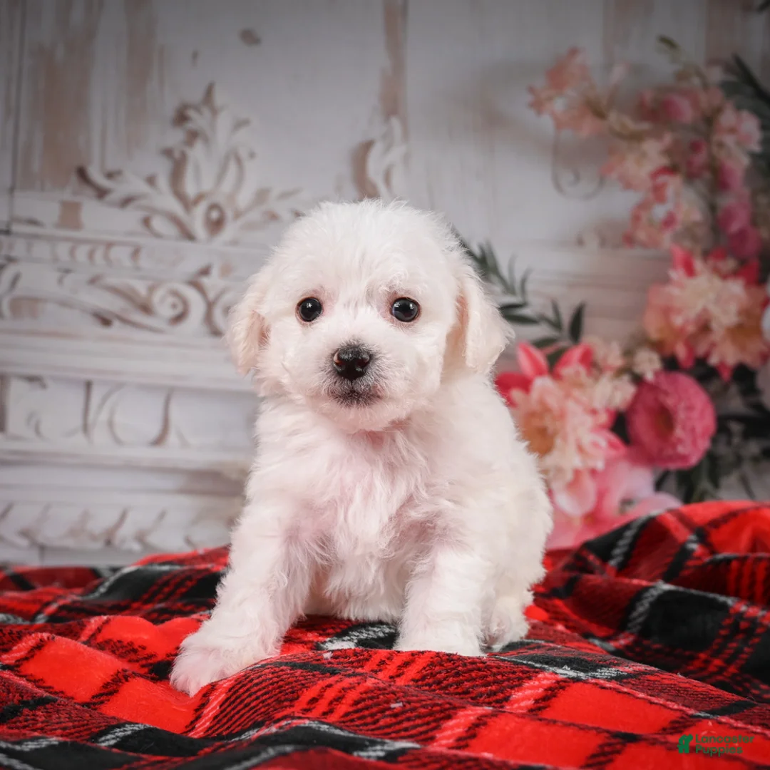 Bichon Frise dogs for sale: AKC-Misty - Ad 3