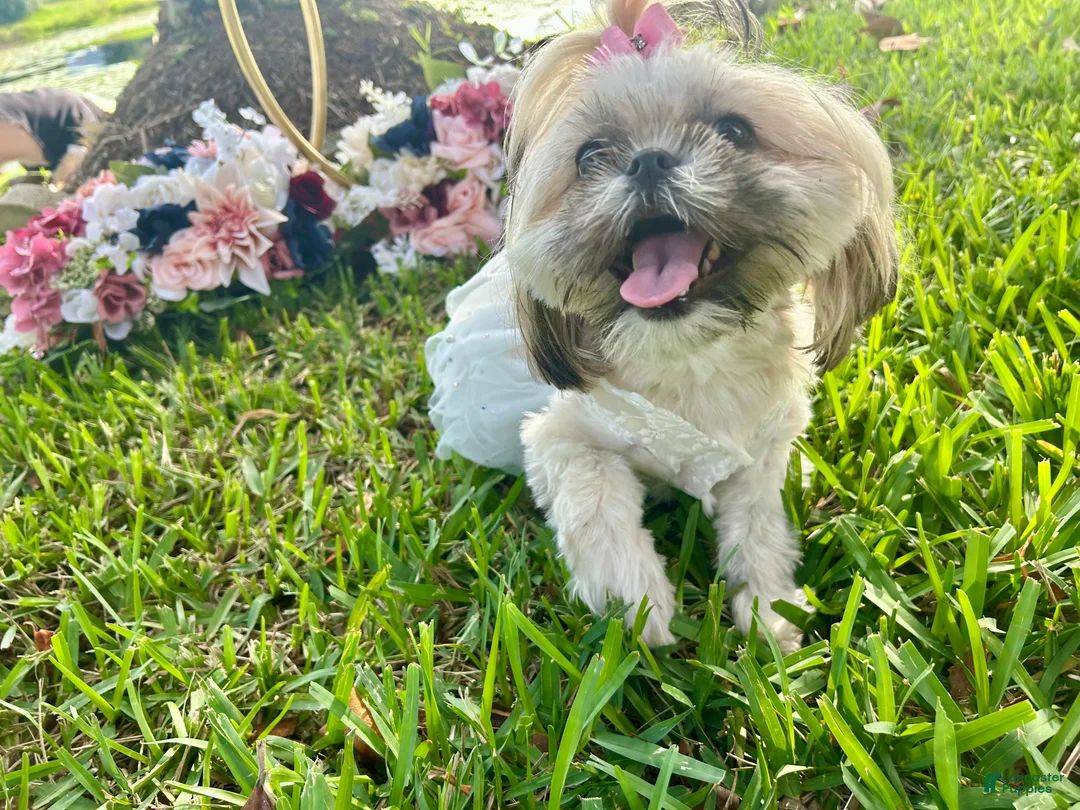 Shih Tzu dogs for sale: Shih Tzu Puppy 2 - Ad 7
