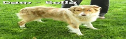 Australian Shepherd dogs for sale: Gary - Ad 10