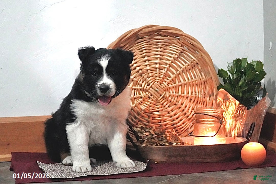 Australian Shepherd dogs for sale: Axel - Ad 4