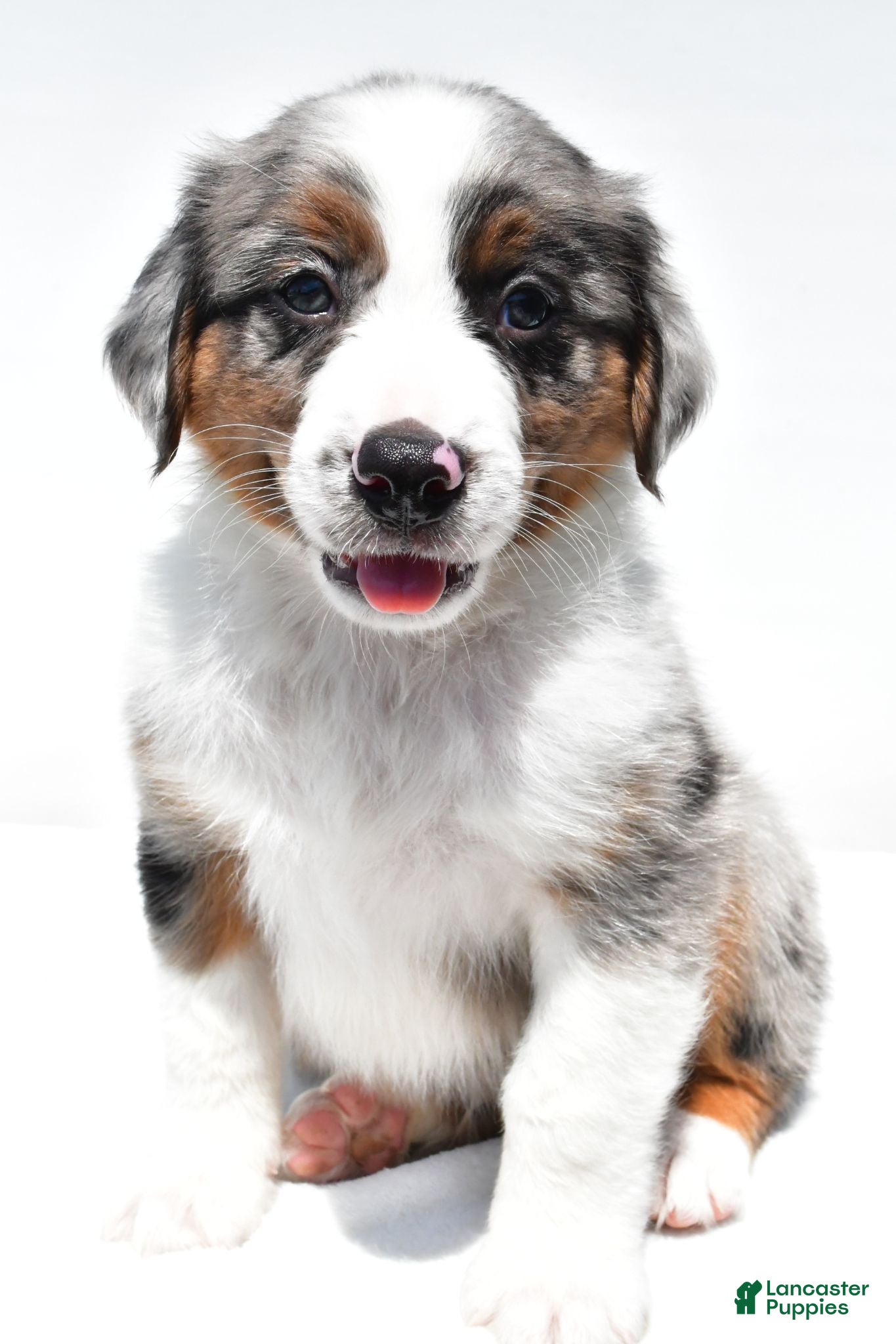 Australian Shepherd dogs Lonnie - Ad 2
