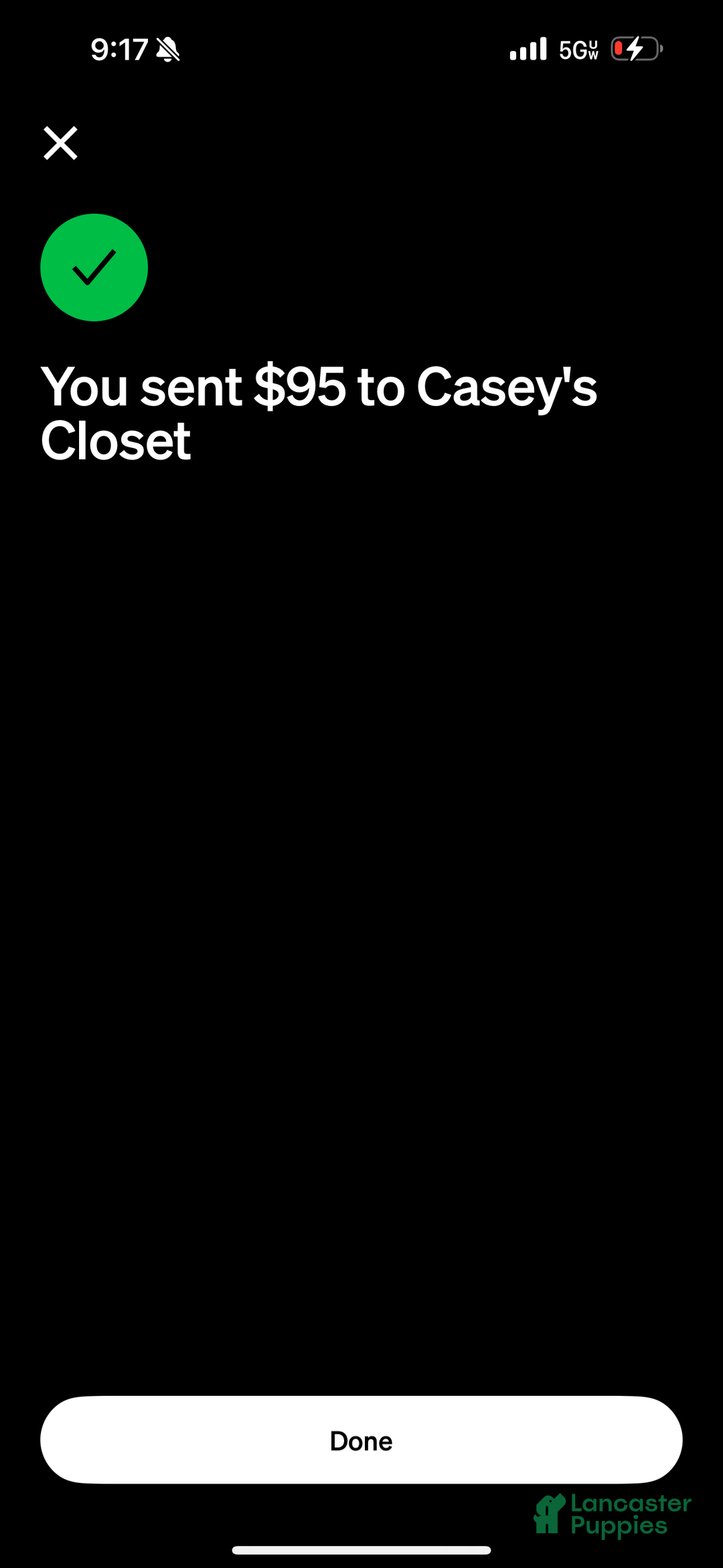 English Bulldog dogs for sale: English Bulldog Puppy 1 - Ad 3