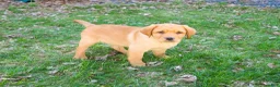 Labrador Retriever dogs for sale: Eddie - Ad 4