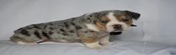 Beabull dogs for sale: Opal - Ad 4