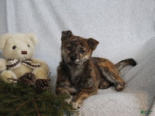 Mixed Breed dogs Daisy - Ad 7