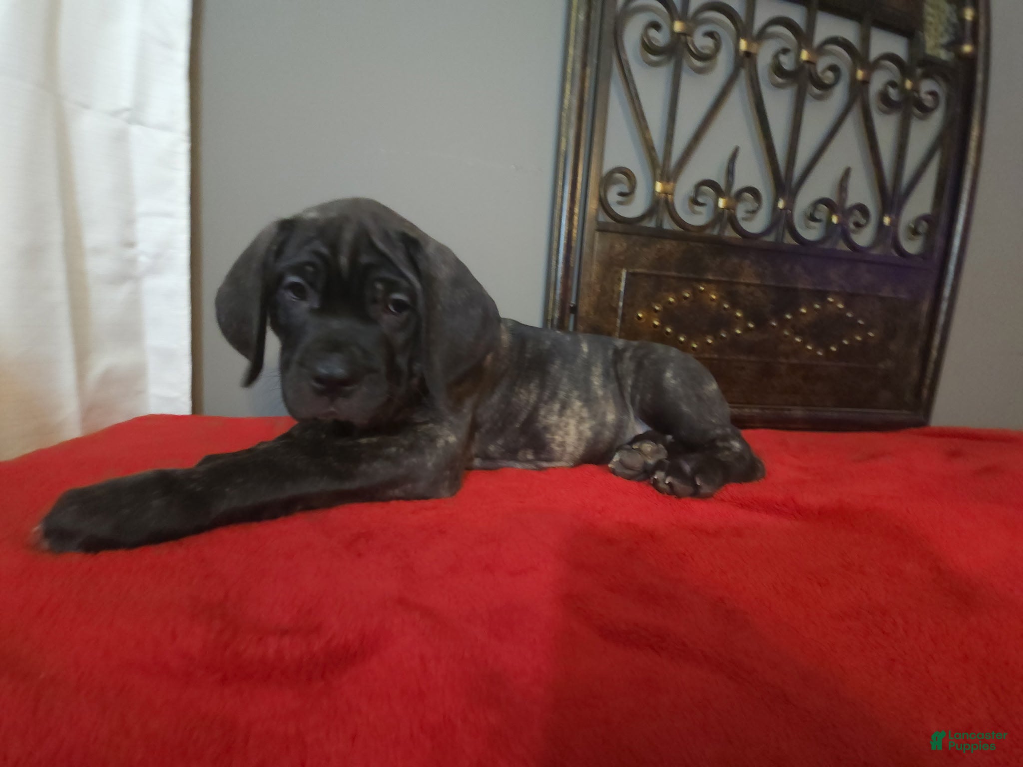 Cane Corso dogs Cane Corso Female Puppy Joy - Ad 3