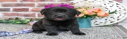 Labrador Retriever dogs for sale: Estelle - Ad 1