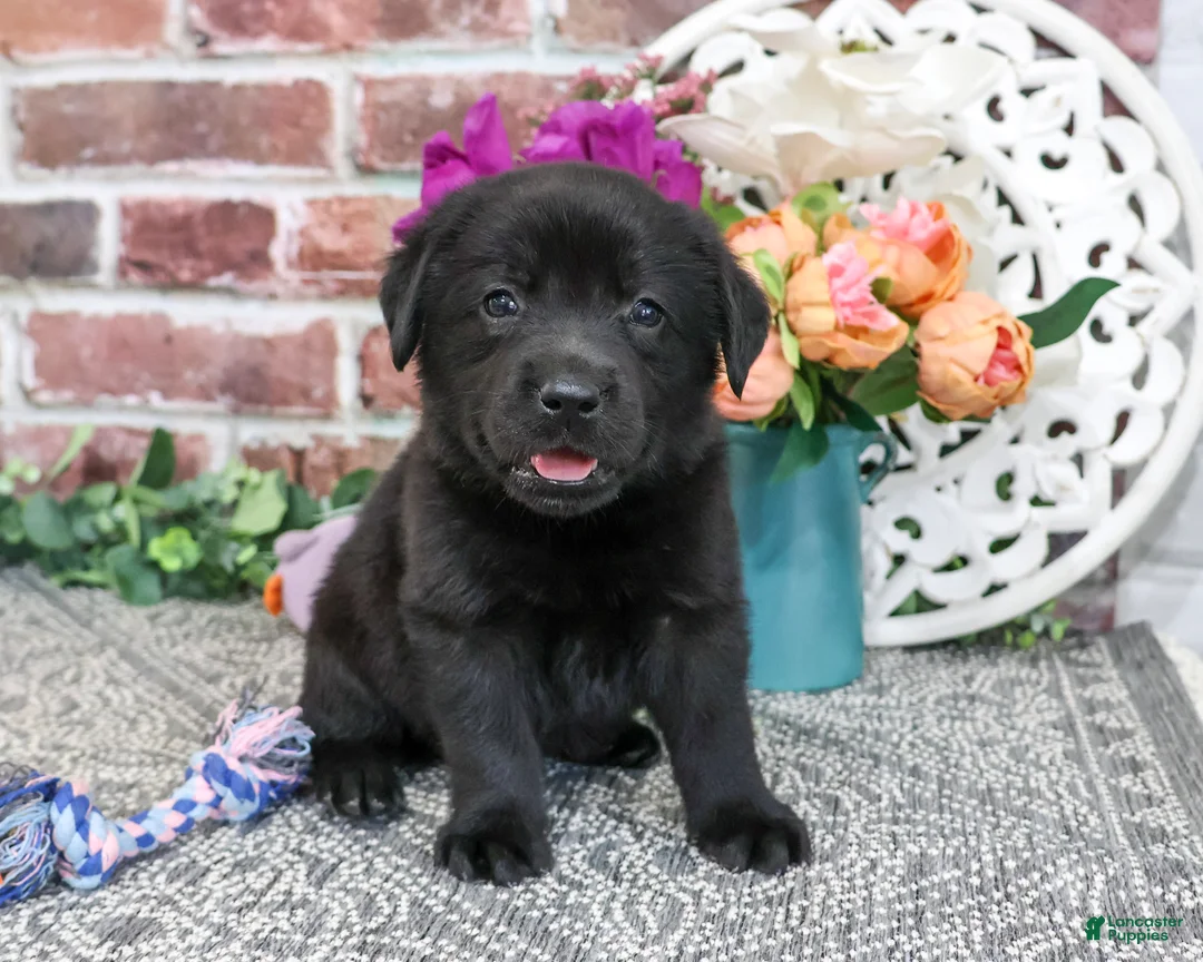 Labrador Retriever dogs for sale: Estelle - Ad 1