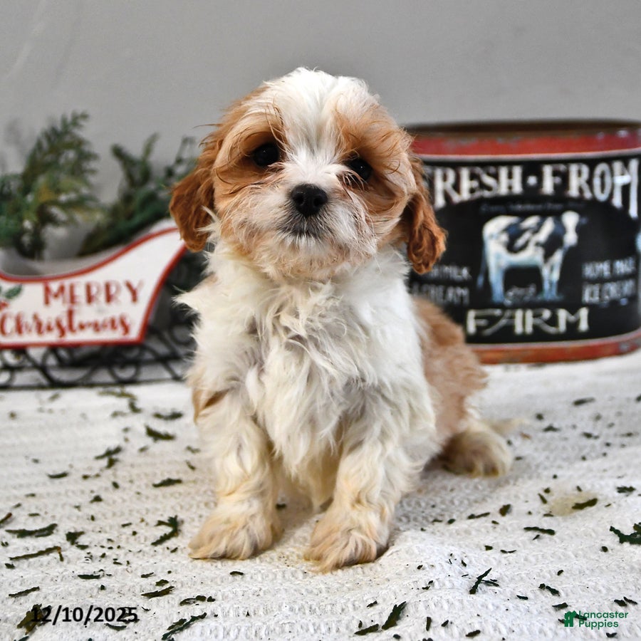 Cavapoo dogs Anna - Ad 12