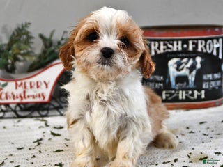 Cavapoo dogs Anna - Ad 8