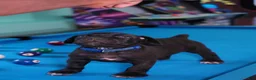 Cane Corso dogs for sale: Thor - Ad 3