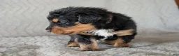 Mixed Breed dogs for sale: Winton - Ad 3