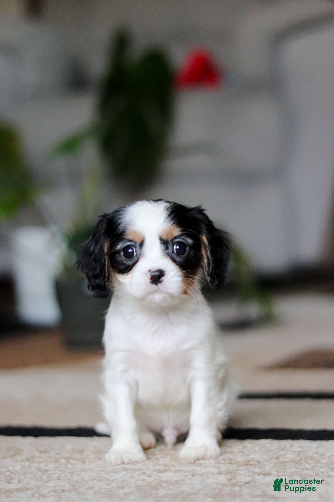 Cavalier King Charles Spaniel dogs for sale: Charles - Ad 6