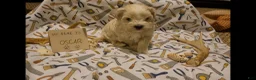 Maltipoo dogs for sale: Oscar - Ad 4
