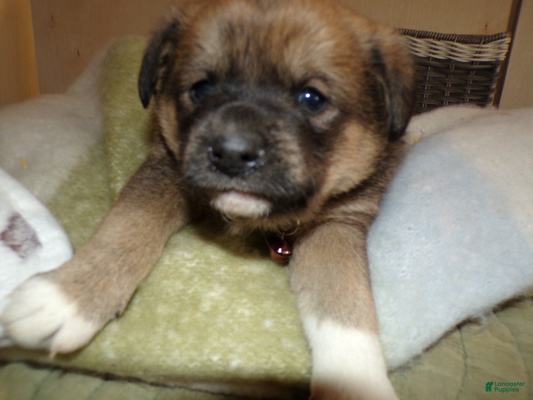 Border Collie dogs for sale: Border Collie Puppy 3 Miranda - Ad 2