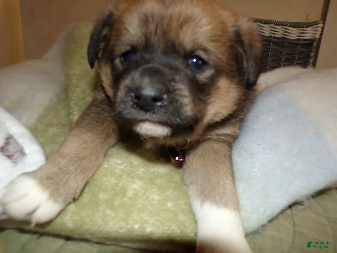 Border Collie dogs for sale: Border Collie Puppy 3 Miranda - Ad 2