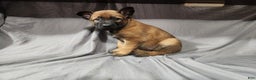 Belgian Malinois dogs for sale: Dark Green  - Ad 3