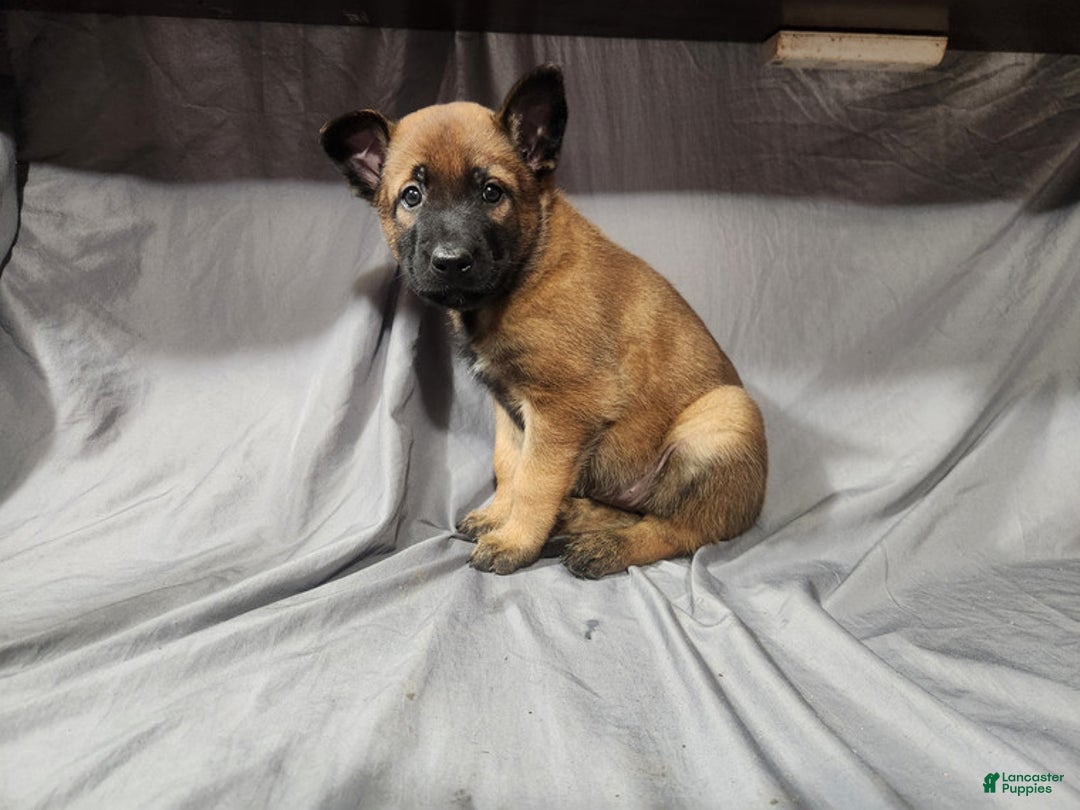 Belgian Malinois dogs for sale: Dark Green  - Ad 3