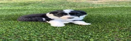 Portuguese Water Dog dogs for sale: Belle - Ad 8