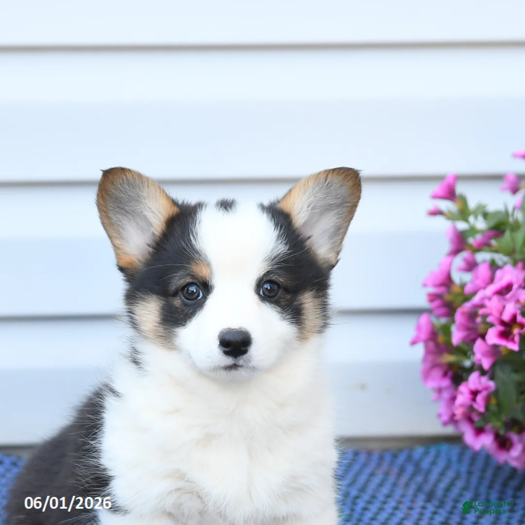 Welsh Corgi Pembroke dogs for sale: Opal - Ad 5