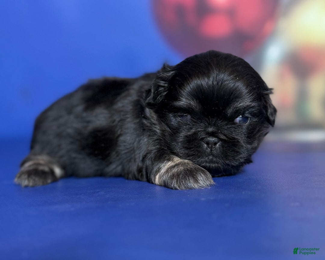 Pekingese dogs for sale: ACA dancer black and tan  - Ad 5