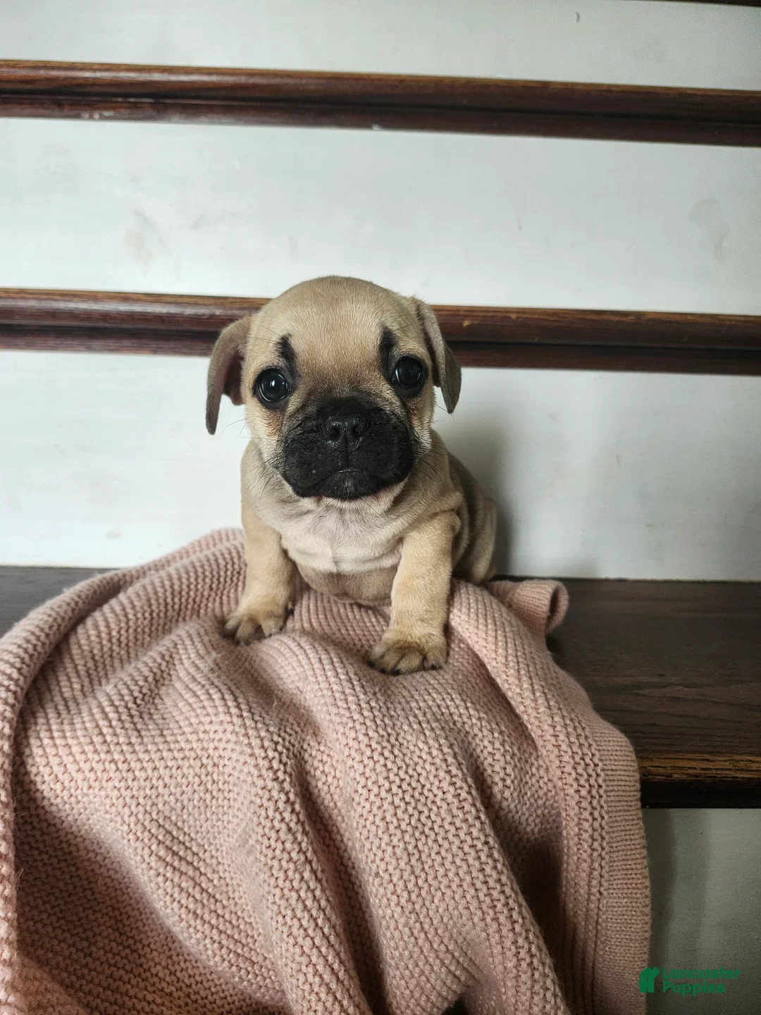 French Bulldog dogs Dorah - Ad 2