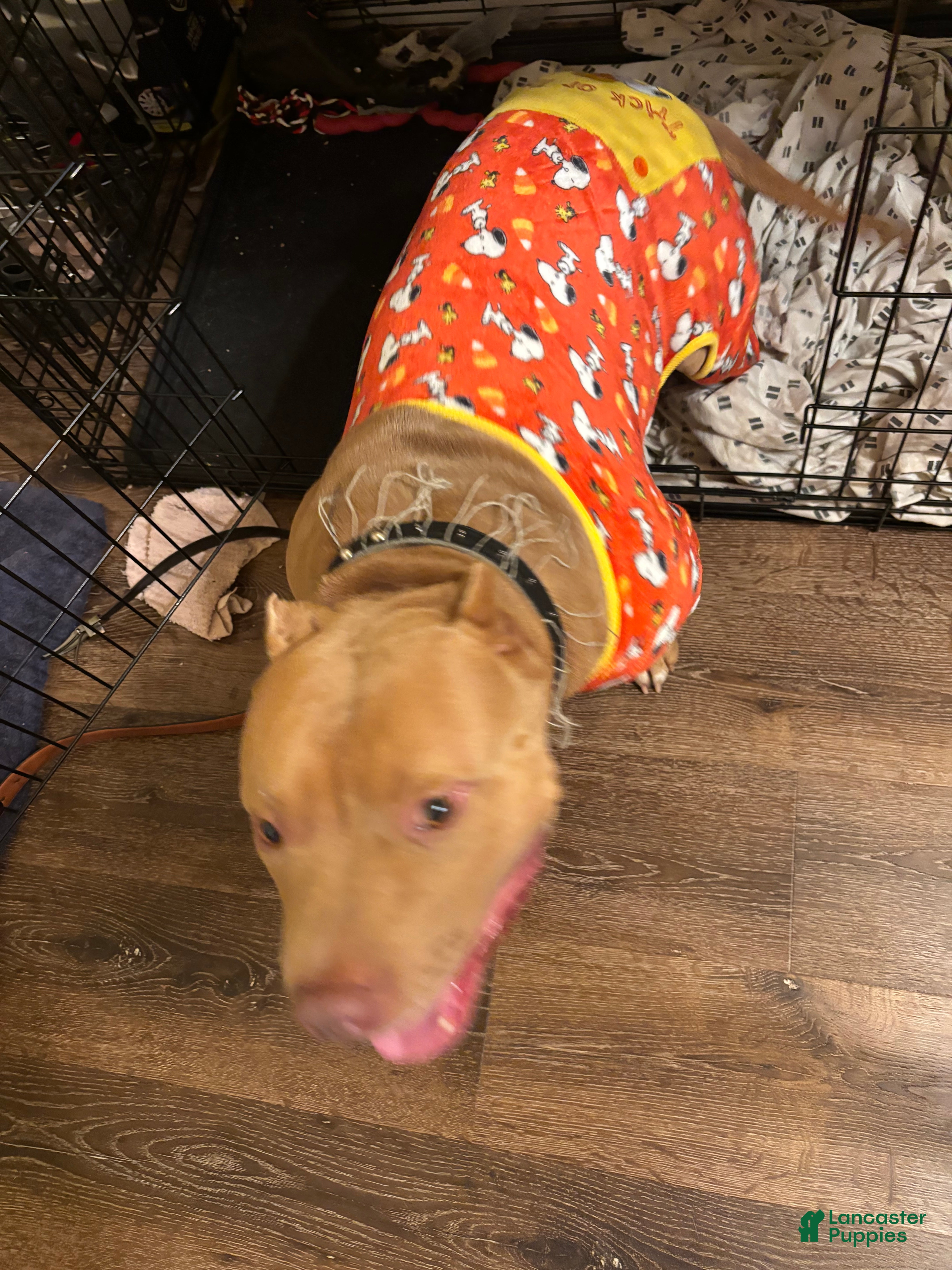 Mixed Breed dogs for sale: Mixed Breed 1 - Ad 17