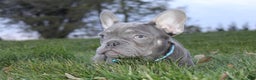 French Bulldog dogs for sale: AKC Jack - Ad 4