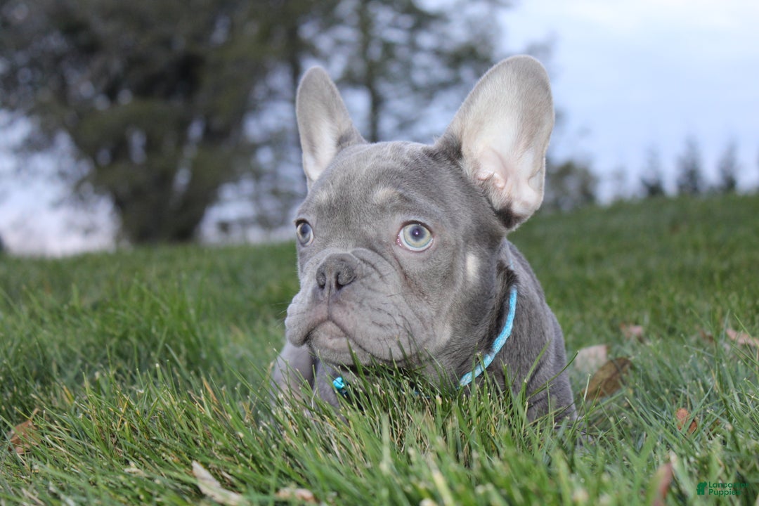 French Bulldog dogs for sale: AKC Jack - Ad 4