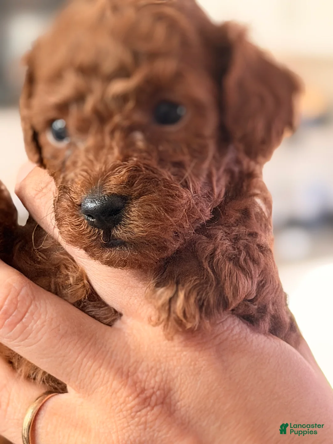 Toy Poodle dogs for sale: Teresa - Ad 2