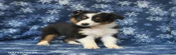 Shetland Sheepdog dogs for sale: Peaches - Ad 3