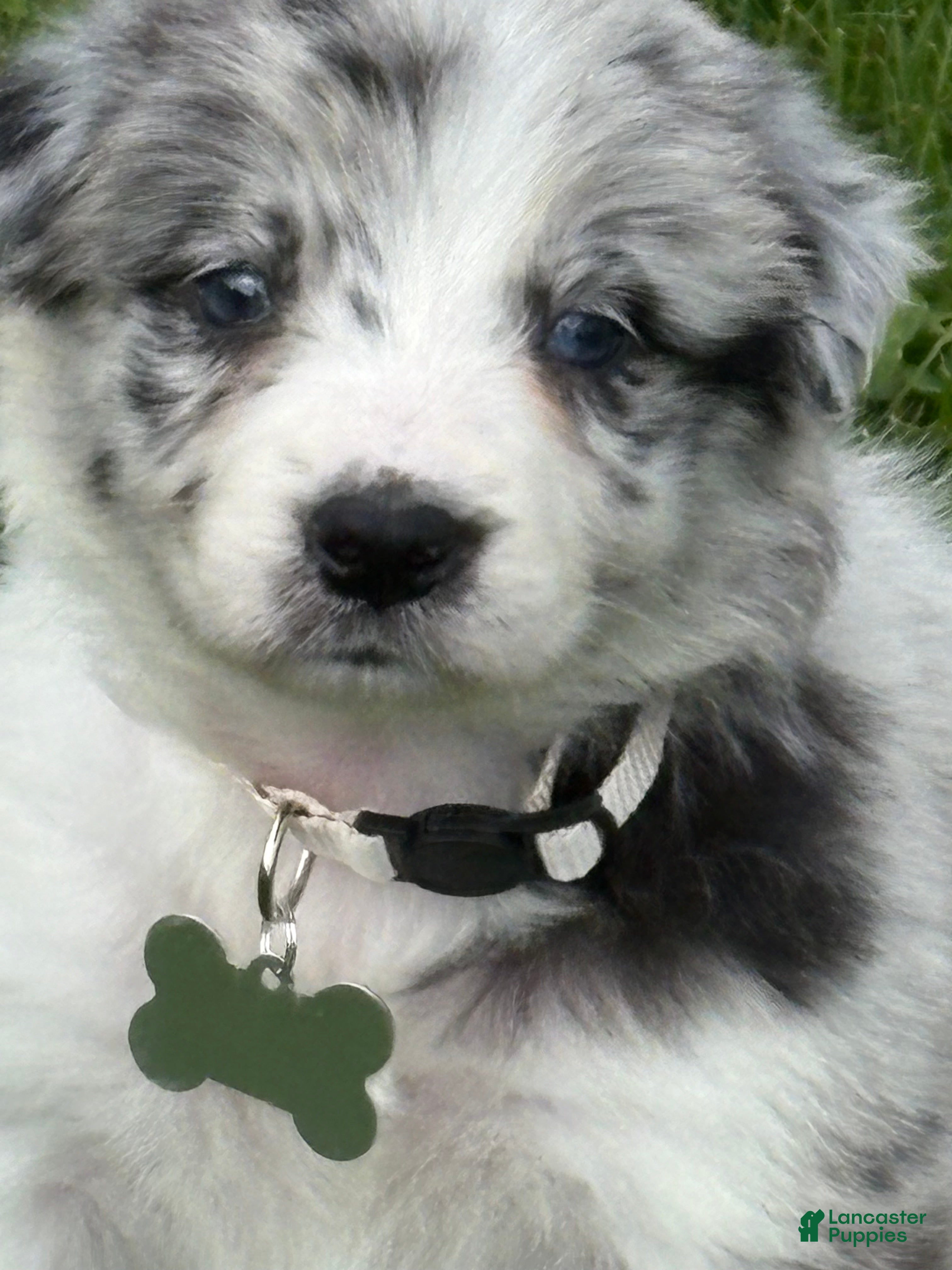 Border Collie dogs Benny - Ad 2