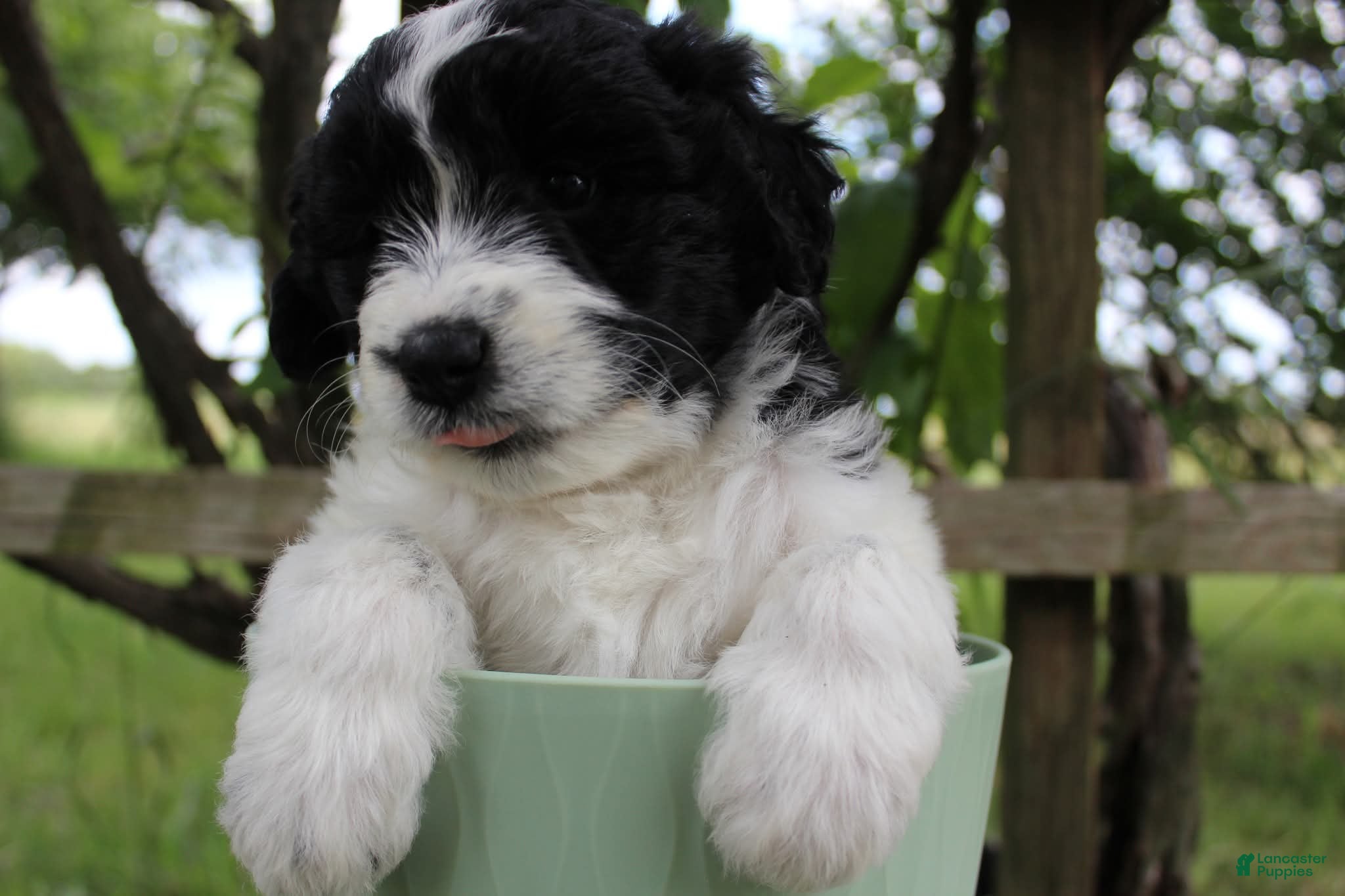 Bordoodle dogs Mable - Ad 3