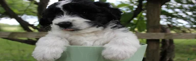 Mable