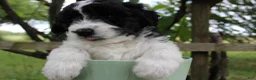 Bordoodle dogs for sale: Mable - Ad 1