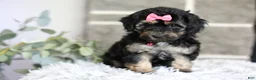 Maltipoo dogs for sale: Cove - Ad 9