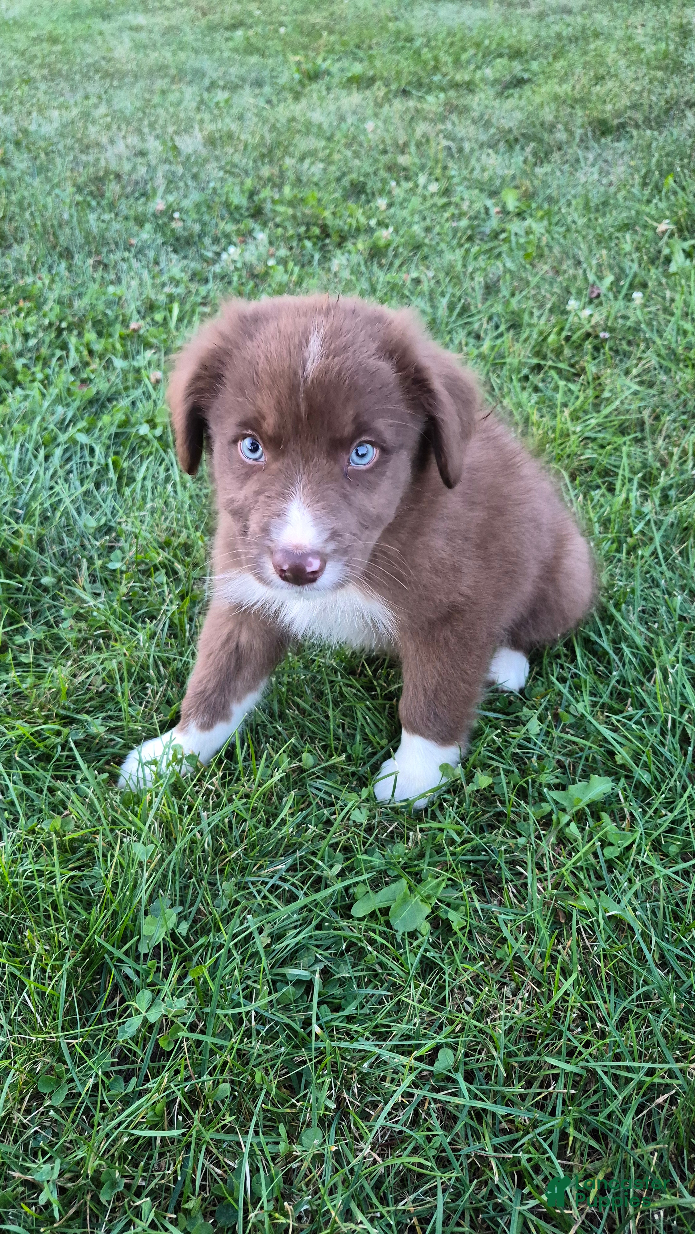 Australian Shepherd dogs Whiskey, A.S.4 - Ad 2