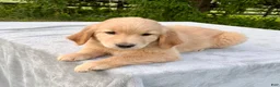 Golden Retriever dogs for sale: Jepp - Ad 1