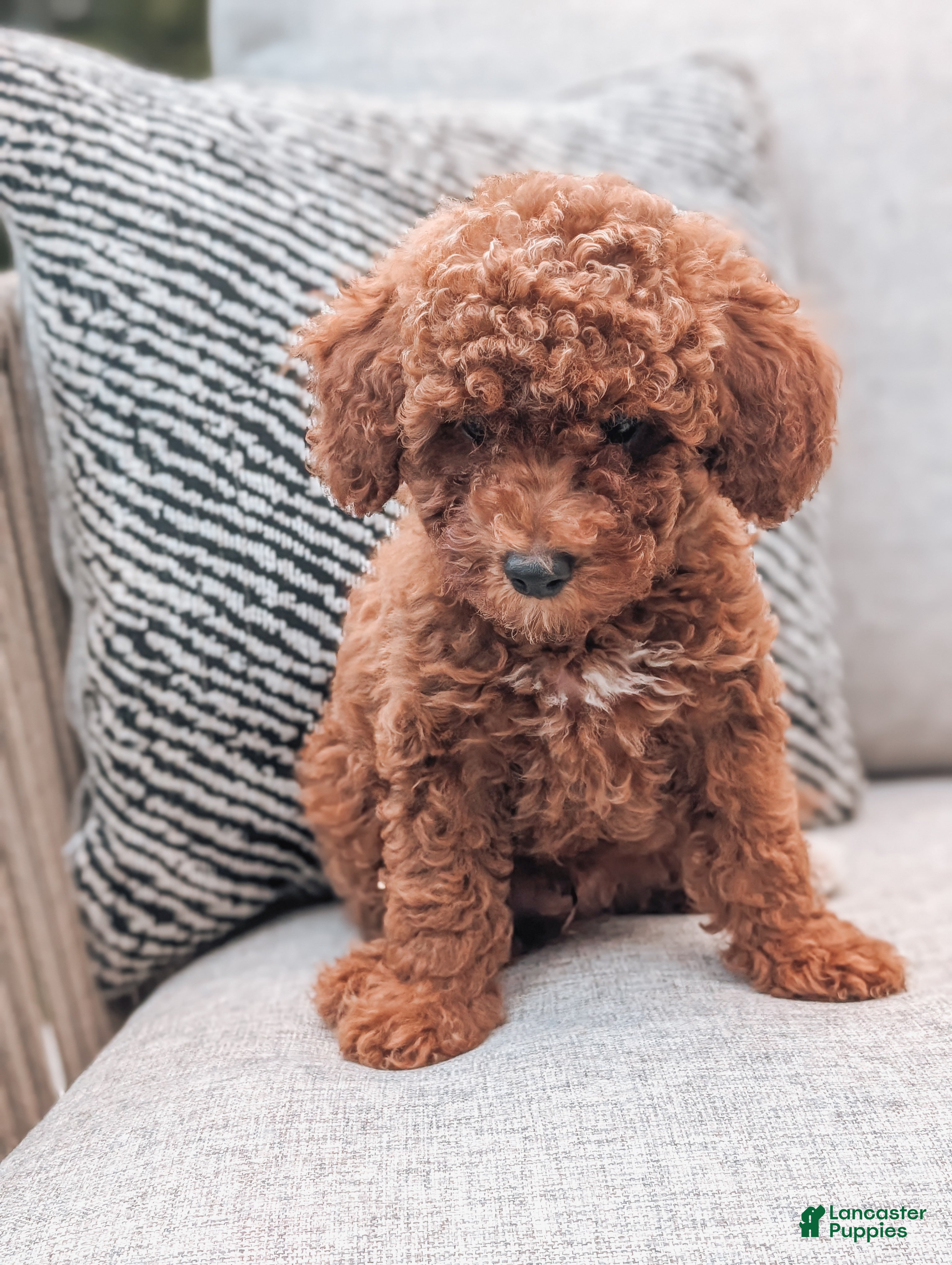 Miniature Poodle dogs Jack - Ad 2