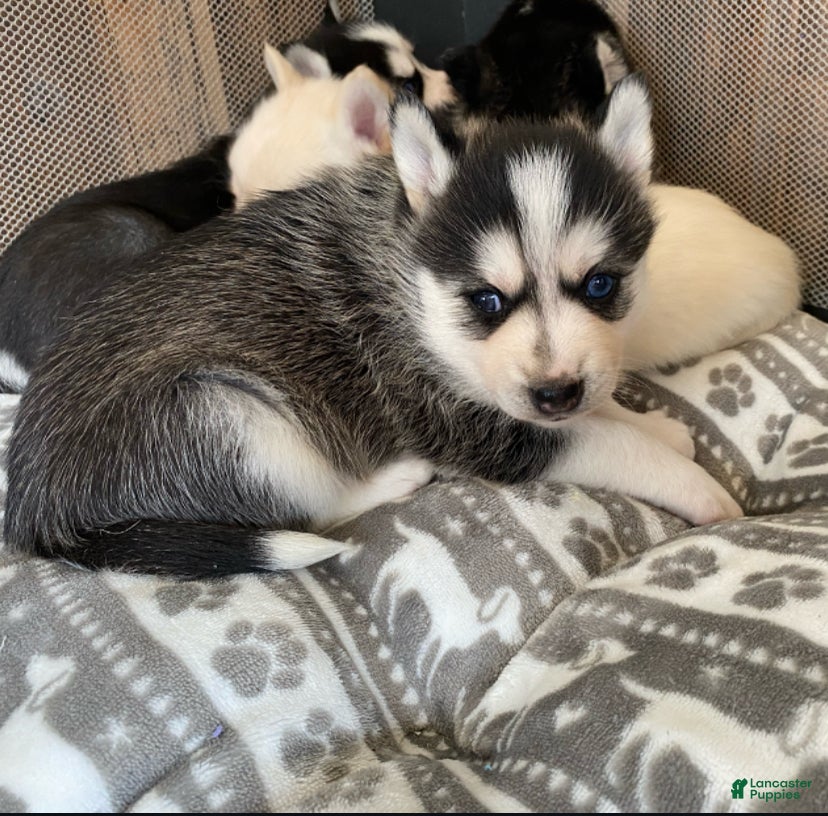 Pomsky dogs Riley - 2 Year Health Contract - Family Loved and raised  - Ad 1