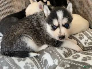 Pomsky dogs for sale: Riley - 2 Year Health Contract - Family Loved and raised - Ad 3