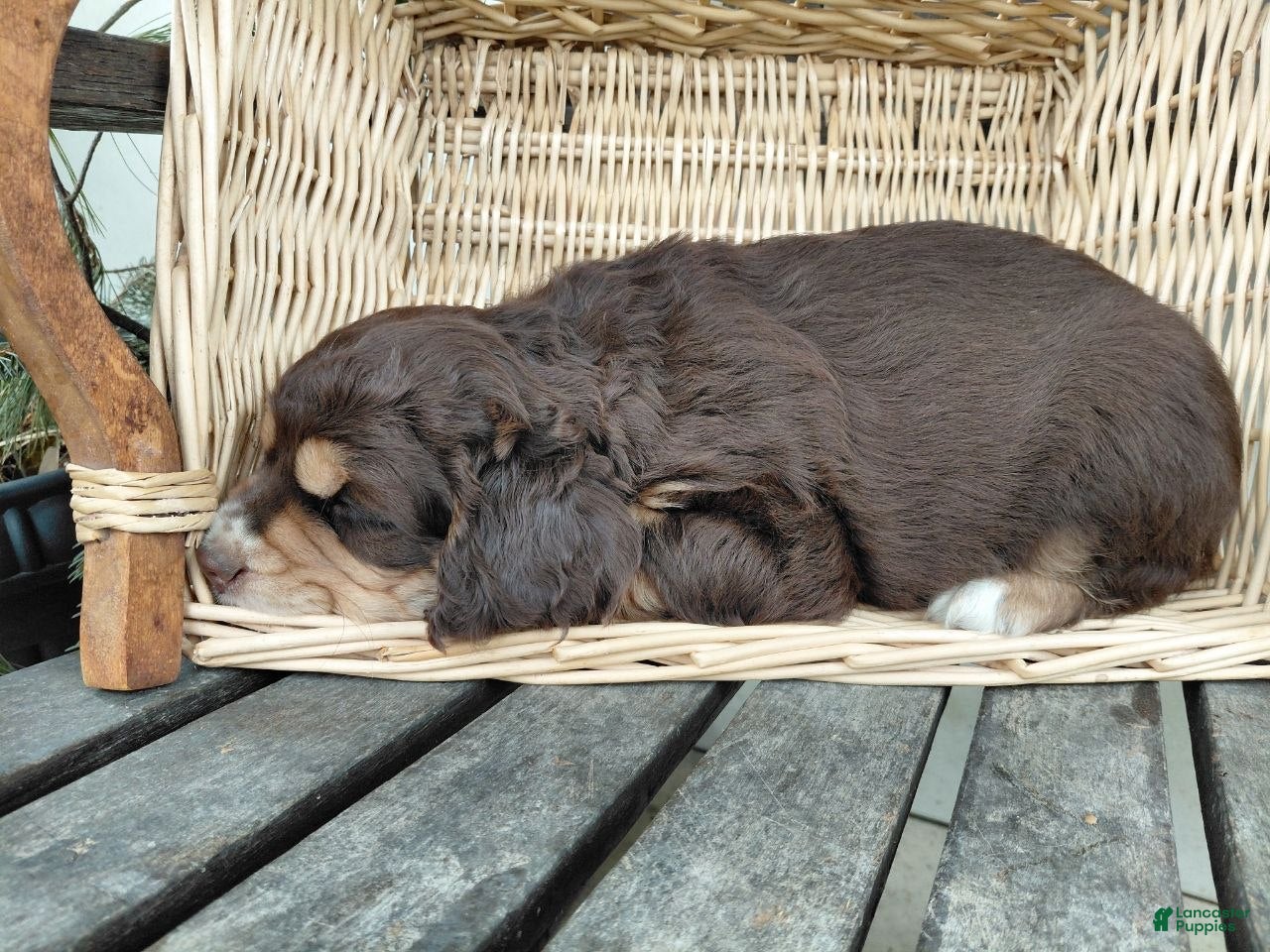 Mixed Breed dogs Buster - Ad 2