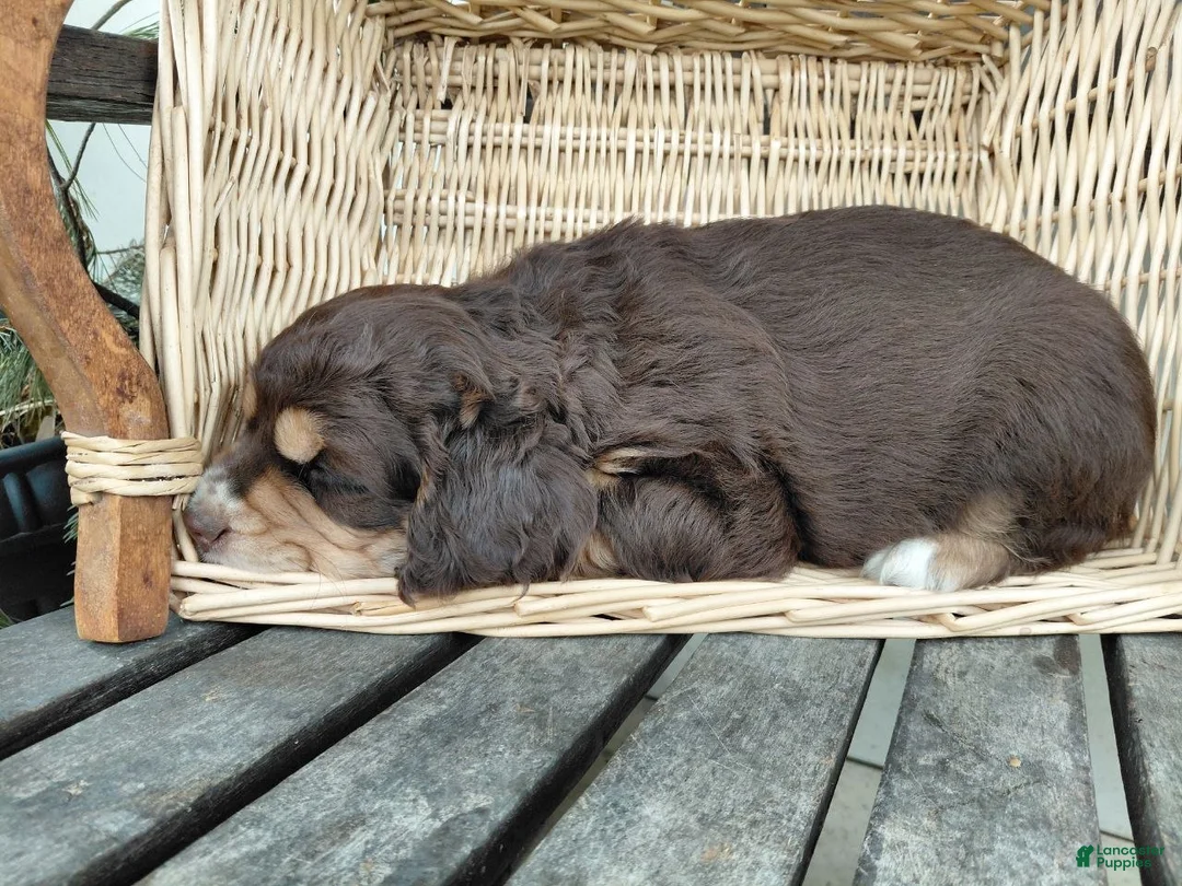 Mixed Breed dogs for sale: Buster - Ad 2