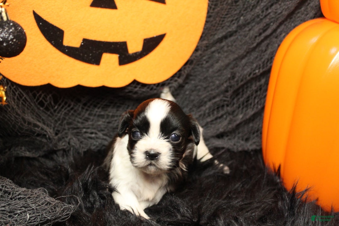 Shih Tzu dogs for sale: Ladybug - Ad 7