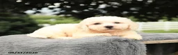 Bichon Frise dogs for sale: Lowel - Ad 3